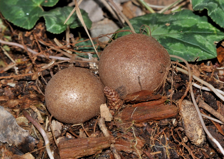 Tubero di Cyclamen hederifolium